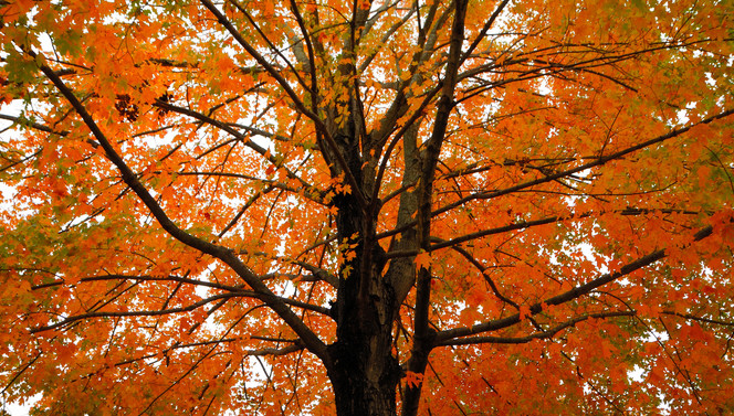 herfst
